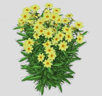 金鸡菊植物sketchup模型下载_sketchup草图大师SKP模型