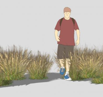 喷泉草SU模型下载_sketchup草图大师SKP模型