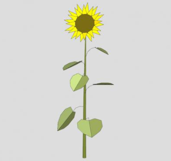 2D向日葵SU模型下载_sketchup草图大师SKP模型