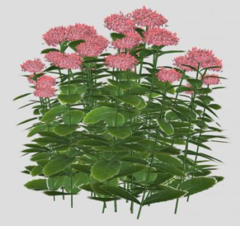 景天草植物SU模型下载_sketchup草图大师SKP模型