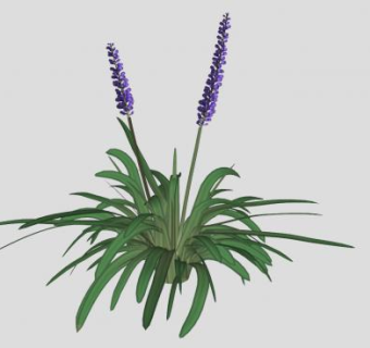 麦冬SU模型下载_sketchup草图大师SKP模型