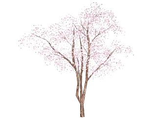 樱花树su模型下载_sketchup草图大师SKP模型