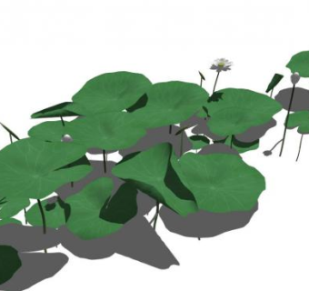 荷花的su模型下载_sketchup草图大师SKP模型