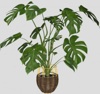 龟背竹花盆盆栽植物SU模型下载_sketchup草图大师SKP模型