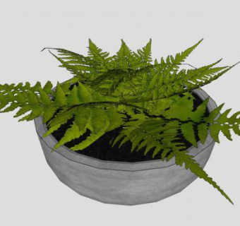 蕨类盆栽植物SU模型下载_sketchup草图大师SKP模型