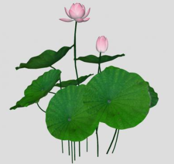 荷花池植物SU模型下载_sketchup草图大师SKP模型