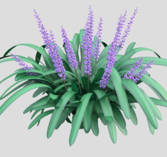 麦冬植物SU模型下载_sketchup草图大师SKP模型