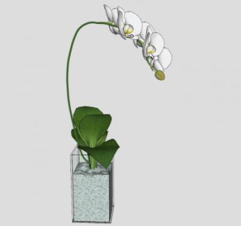 蝴蝶兰盆栽植物SU模型下载_sketchup草图大师SKP模型