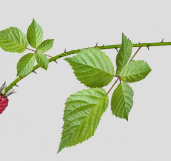 树莓SU模型下载_sketchup草图大师SKP模型