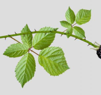 黑莓SU模型下载_sketchup草图大师SKP模型