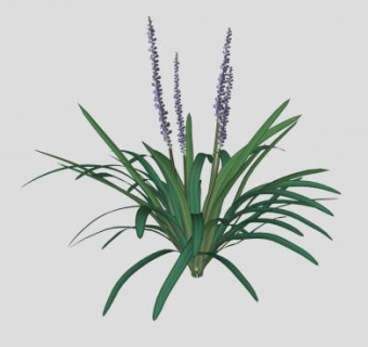 沿阶草SU模型下载_sketchup草图大师SKP模型