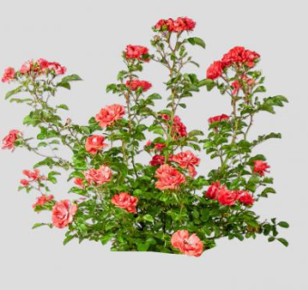 2D橙玫瑰灌木SU模型下载_sketchup草图大师SKP模型