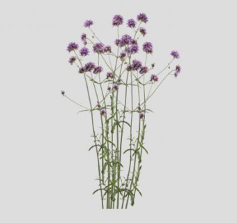 2D马鞭草SU模型下载_sketchup草图大师SKP模型