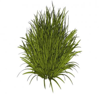 观赏草sketchup模型下载_sketchup草图大师SKP模型