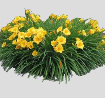 萱草植物SU模型下载_sketchup草图大师SKP模型