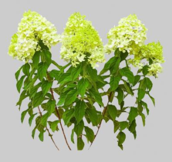 黄色绣球花SU模型下载_sketchup草图大师SKP模型