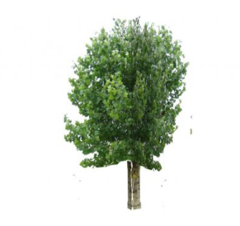 2d法桐su模型下载_sketchup草图大师SKP模型