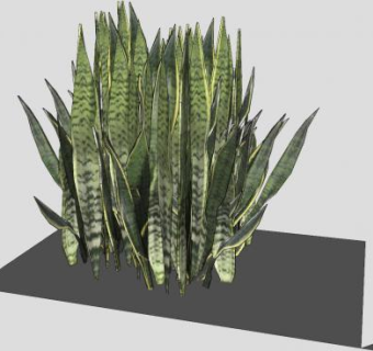 虎尾兰SU模型下载_sketchup草图大师SKP模型