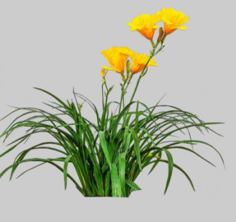 黄花菜SU模型下载_sketchup草图大师SKP模型