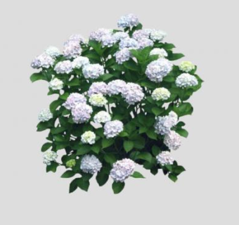 白色绣球花SU模型下载_sketchup草图大师SKP模型