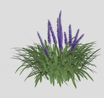 沿阶草植物SU模型下载_sketchup草图大师SKP模型