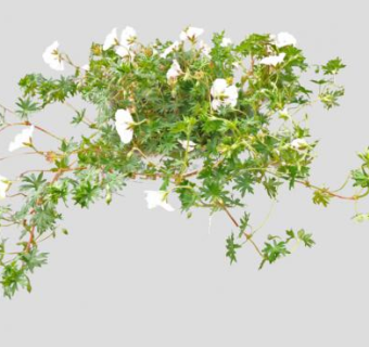 2D天竺葵植物SU模型下载_sketchup草图大师SKP模型