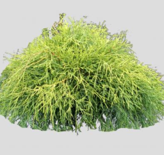 扁柏植物SU模型下载_sketchup草图大师SKP模型