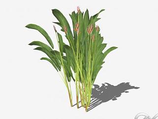 <em>美人蕉</em>植物sketchup模型下载_sketchup草图大师SKP模型