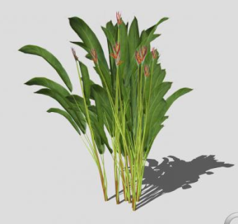 美人蕉植物sketchup模型下载_sketchup草图大师SKP模型