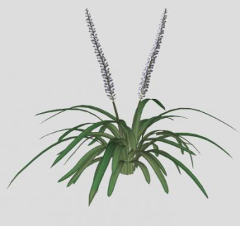 麦冬植物SKP模型下载_sketchup草图大师SKP模型