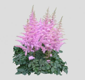 落新妇SU模型下载_sketchup草图大师SKP模型