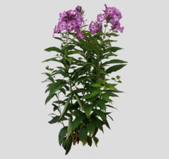 草夹竹桃植物SU模型下载_sketchup草图大师SKP模型