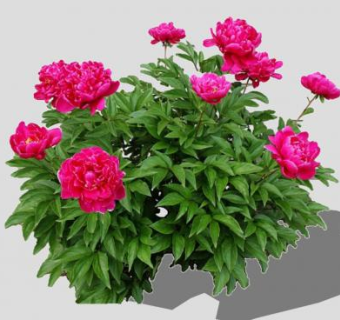 红牡丹灌木SU模型下载_sketchup草图大师SKP模型