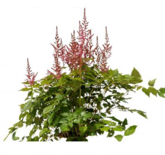 2D落新妇植物SU模型下载_sketchup草图大师SKP模型