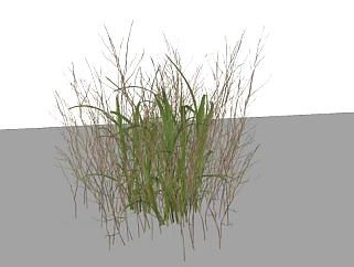 杂乱的草类植物SU模型下载_sketchup草图大师SKP模型