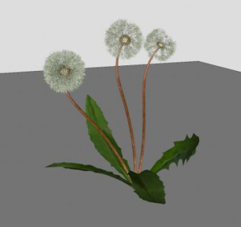 蒲公英SU模型下载_sketchup草图大师SKP模型