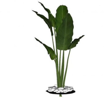 芭蕉叶SU模型下载_sketchup草图大师SKP模型