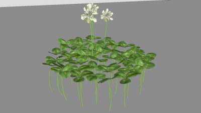 碰碰香植物SU模型下载_sketchup草图大师SKP模型