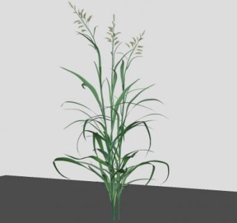 3D植物SU模型下载_sketchup草图大师SKP模型
