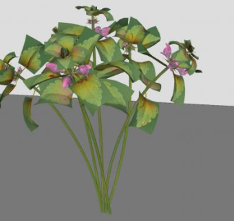 夏堇植物SU模型下载_sketchup草图大师SKP模型