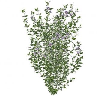 紫木槿花灌木SU模型下载_sketchup草图大师SKP模型