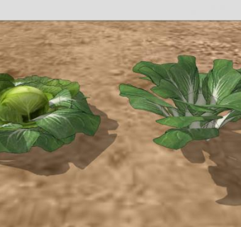 卷心菜SU模型下载_sketchup草图大师SKP模型