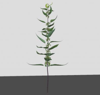植株SU模型下载_sketchup草图大师SKP模型