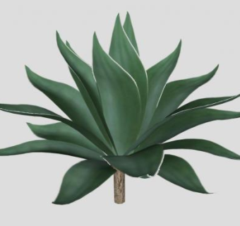 龙舌兰植物sketchup模型下载_sketchup草图大师SKP模型