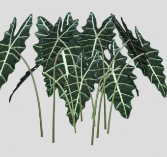 海芋属SU模型下载_sketchup草图大师SKP模型