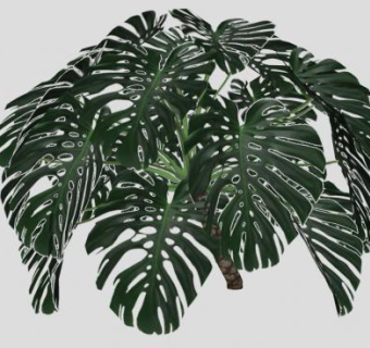 观赏植物龟背竹SU模型下载_sketchup草图大师SKP模型