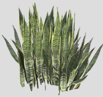 虎尾兰植物SU模型下载_sketchup草图大师SKP模型