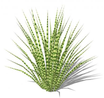 斑叶芒SU模型下载_sketchup草图大师SKP模型