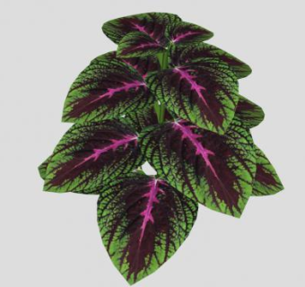 彩叶草SU模型下载_sketchup草图大师SKP模型