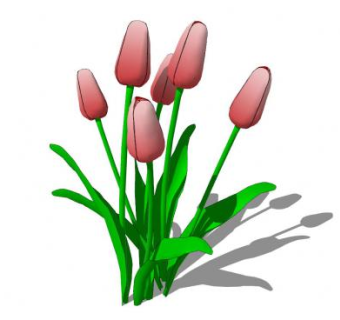 粉色郁金香SKP模型下载_sketchup草图大师SKP模型